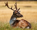Fallow Buck