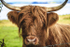 HIGHLAND COW PORT APPIN  SCOTLAND-