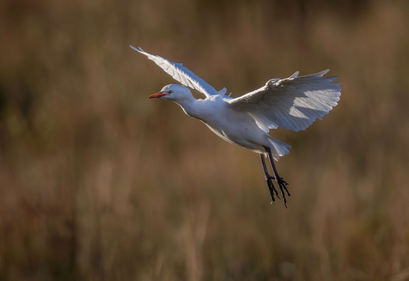 Cattle Egret - St Aidan's RSPB reserve - Leeds