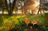 z2027 Autumn Morning, America Wood