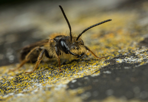 [i]Andrena bucephala[/i] male. At a known breeding site in Warwickshire. May 2014. Note characteristically large head.