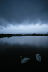 Swan Lake _S072