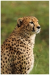 Cheetah Portrait