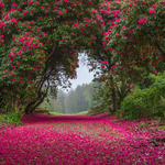 Rhododendron Bloom, Kilmacurragh, Co Wicklow