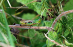 Meadow Grasshopper