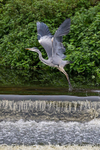Angelic Heron