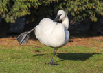 Trumpeter Swan 1
