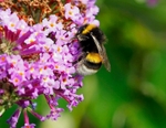 Bumblebee species