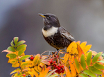 Ring Ouzel