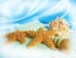 Beach shells