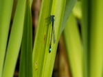 Blue-tailed Damselfly
