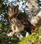 Verreauxs Eagle Owl