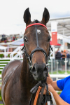290723-Race 7-Bajan Bandit-1145