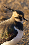 LAPWING WINTER 2010