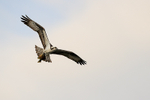 Flying Osprey carrying fish, Blue Cypress Lake, Florida