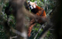 Red Panda