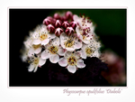 Physocarpus opulifolius 'Diabolo'
