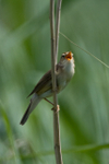 Marsh Warbler singing at Otmoor