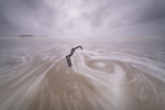 Driftwood