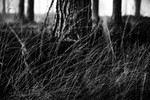 Dark Woods