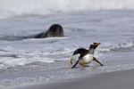 Gentoo Penguin runs from sea watched by Elephant Seal, Falklands