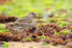 Purple Sandpiper amongst the seaweed near the Sandbanks chain ferry