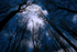 The Woods at night _S010