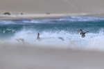 Gentoo Penguin portfolio