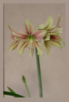 Hippeastrum 'Giraffe' 2