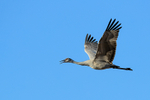 Flying juvenile Sandhill Crane calling, Bosque del Apache, New Mexico