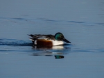 Shoveler