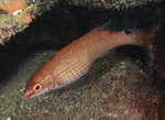 Ctenolabrus rupestris