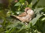 House Sparrow
