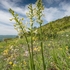 Lesser butterfly orchid (Platanthera bifolia)