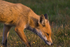 Fox in Meadow 5