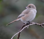 Isabelline Daurian Shrike