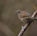 THE DUNNOCK portfolio
