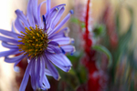 Flowers Set 10 - 10