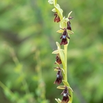Fly Orchid (Ophrys insectifera)