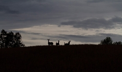 AnimalsCreatures _0038