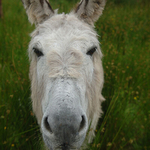 Happy Donkey, Ireland