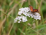 Small Copper on white Yarrow, Arne RSPB Reserve