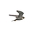 Adult Peregrine,county Louth