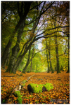 Autumn Fall, Ness Country Park (IMG0153)