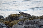 Otter