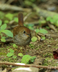 Ruddy-capped Nightingale-Thrush front, Costa Rica