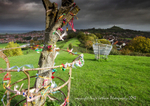 Glastonbury Thorn
