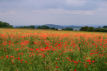 Cheltenham Poppy Field _S065