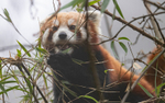 Red Panda