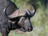 Buffalo3
